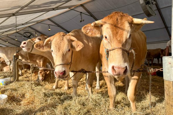 Kühe bei der Landwirtschaftsmesse