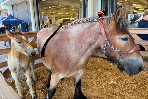 Pferde bei der Landwirtschaftsmesse
