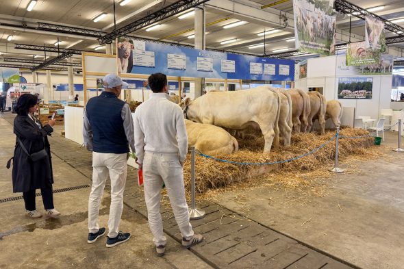 Menschen betrachten Tiere bei der Landwirtschaftsmesse