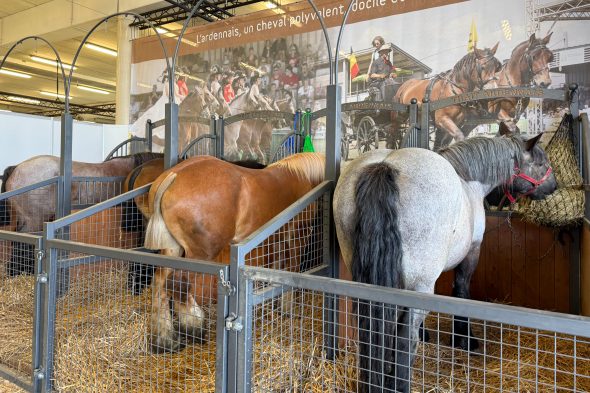Pferde bei der Landwirtschaftsmesse
