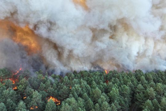 Waldbrand mit dichten Rauchschwaden