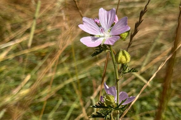 Spaziergang im Eupener Ortsteil Nispert zum Thema Wasserschutz
