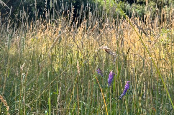 Spaziergang im Eupener Ortsteil Nispert zum Thema Wasserschutz