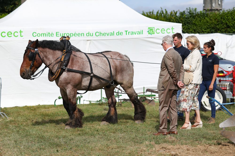König Philippe und Königin Mathilde bewundern ein Ardennerpferd