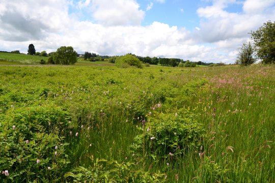 Die Wiese von Martina Lux