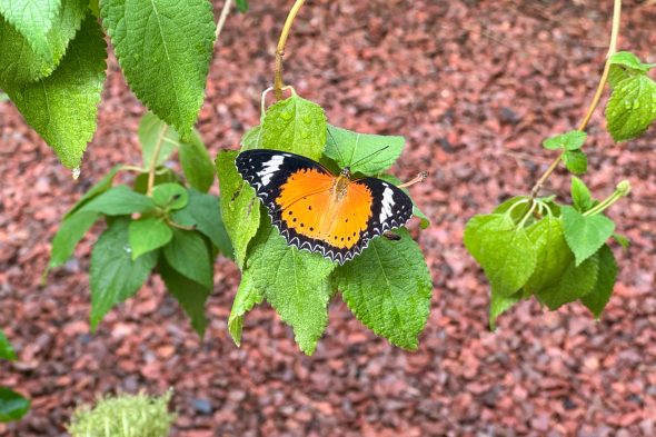 Schmetterling in der Ausstellung