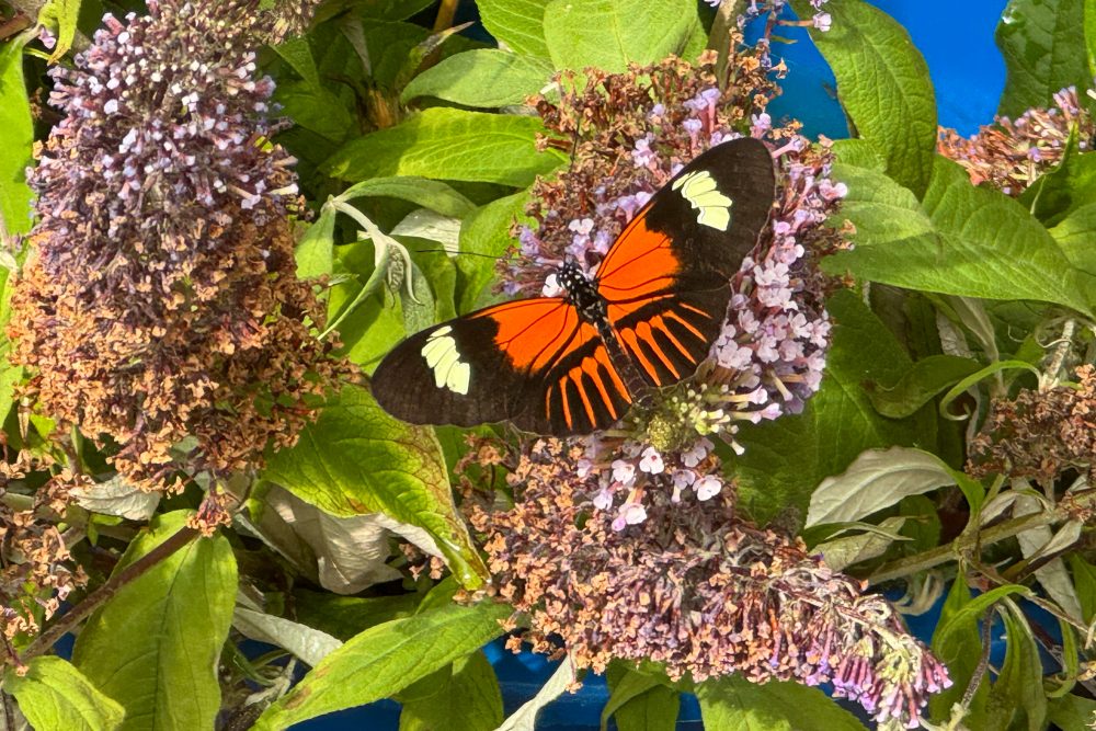 Schmetterling in der Ausstellung