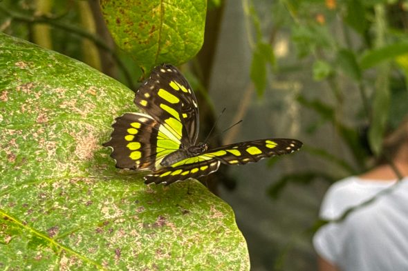 Schmetterling in der Ausstellung
