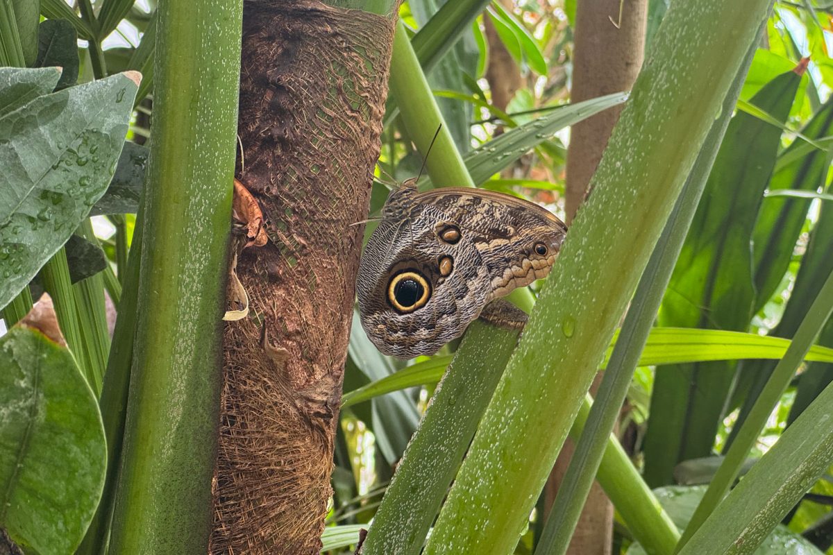 Schmetterling in der Ausstellung
