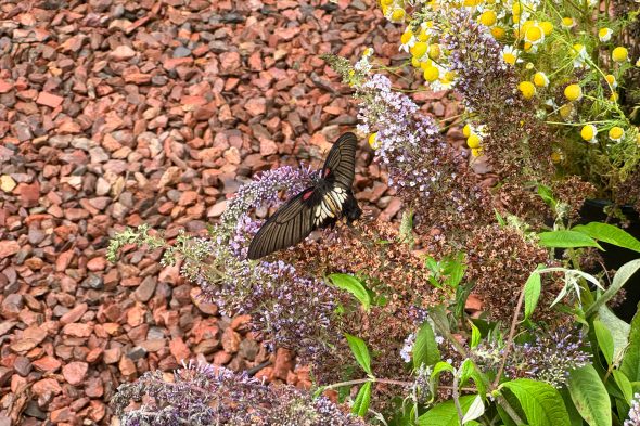 Schmetterling in der Ausstellung
