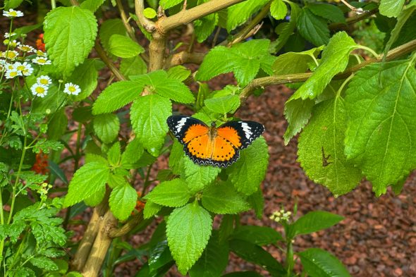 Schmetterling in der Ausstellung