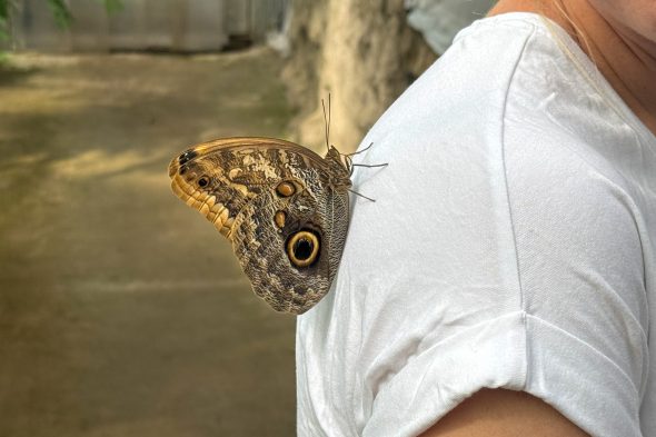 Schmetterling in der Ausstellung