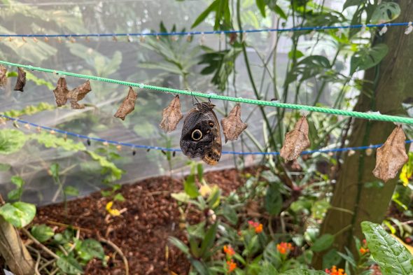 Schmetterling in der Ausstellung