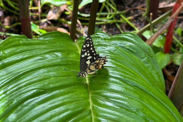 Schmetterling in der Ausstellung