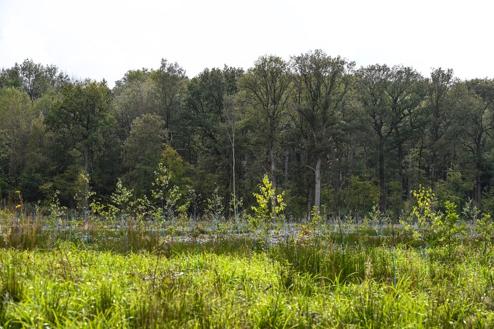 Waldgebiet in der Provinz Namur