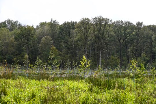 Waldgebiet in der Provinz Namur