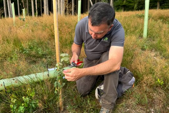 Vincent Colson von der Cellule d'Appui beschneidet eine Pflanze mit der Gartenschere