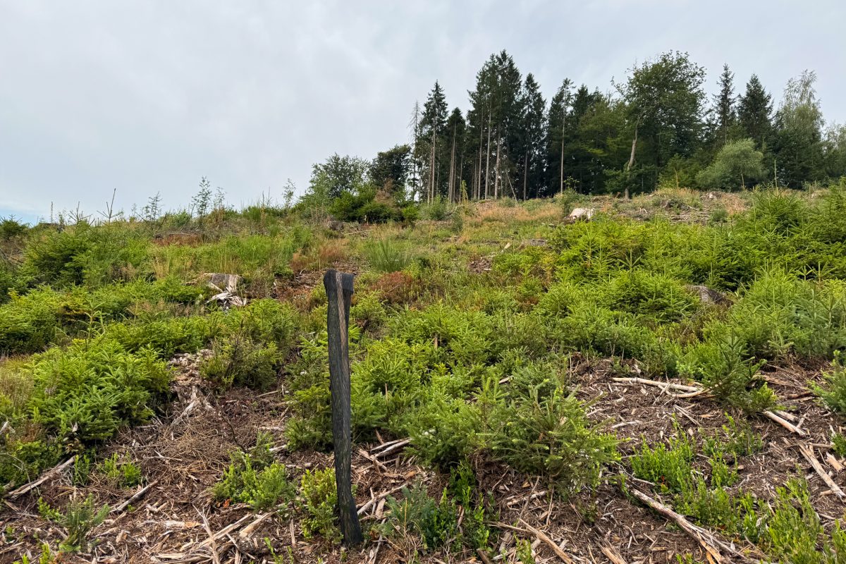 Hanglandschaft vorwiegend mit Gras