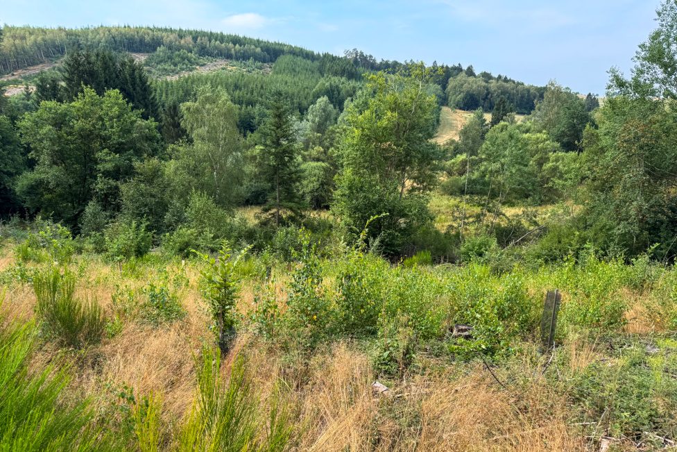 Hanglandschaft mit Bäumen und Gras, das an vielen Stellen trocken ist
