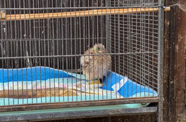 Vogel im Käfig
