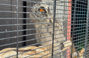 Vogel im Käfig