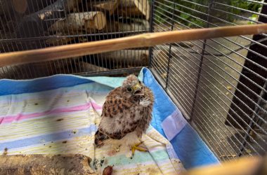 Vogel im Käfig