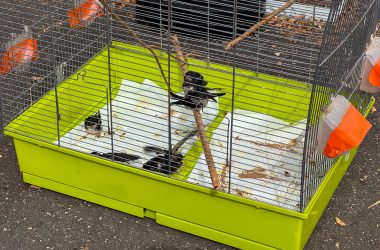 Mehrere Vögel im Käfig