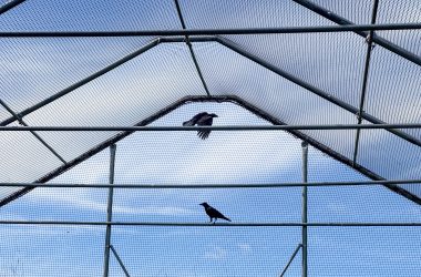 Zwei Vögel in einer Voliere