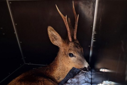 Rehbock nach Vennbrand gerettet