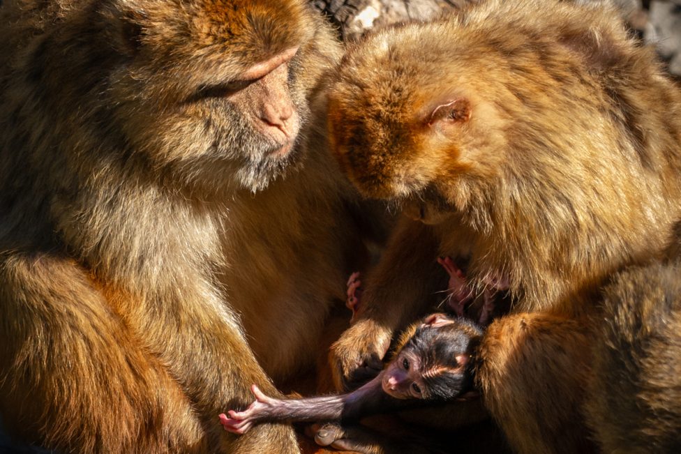 Der kleine Berberaffe im Zoo Planckendael mit seiner Mama und noch einem Affen