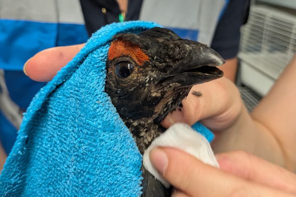 Gerettetes Birkhuhn in einem Handtuch