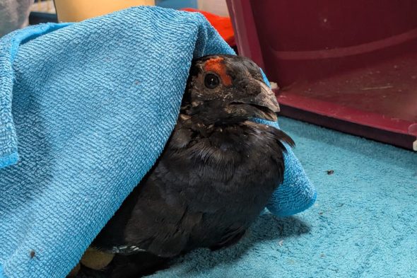 Gerettetes Birkhuhn in einem Handtuch