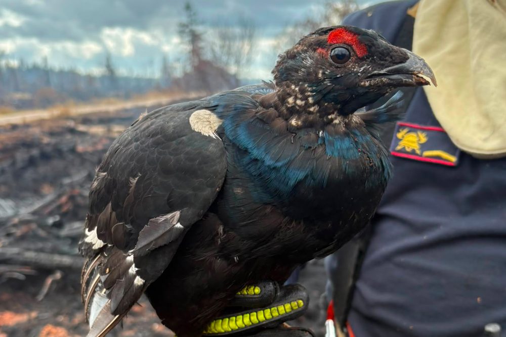 Gerettetes Birkhuhn in den Händen der Feuerwehr