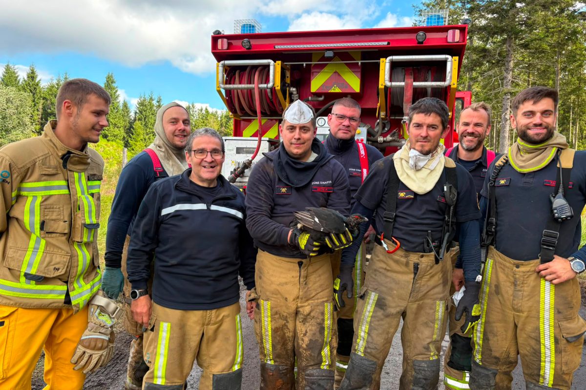 Die Feuerwehrleute der Hilfeleistungszone Dinan-Philippeville mit dem geretteten Birkhuhn