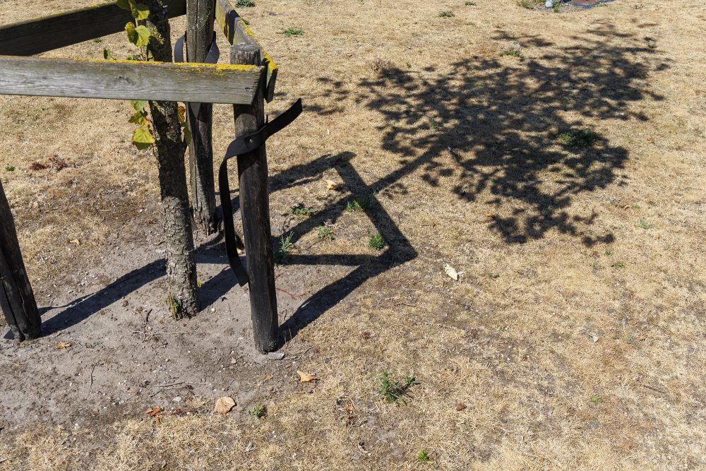Trockene und schon gelb-braune Wiese, vorne ist der Stamm eines jungen Baumes zu sehen, der Schatten wirft
