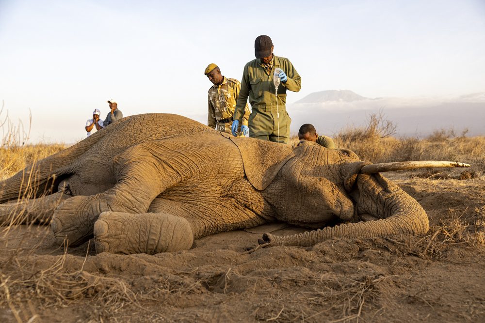 Tierärzte untersuchen tote Elefanten in Kenia