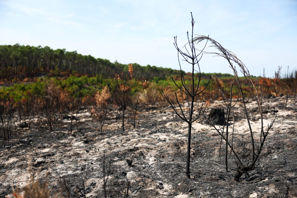 Von Bränden zerstörte Waldgebiete in der Gironde