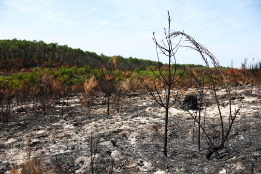 Von Bränden zerstörte Waldgebiete in der Gironde