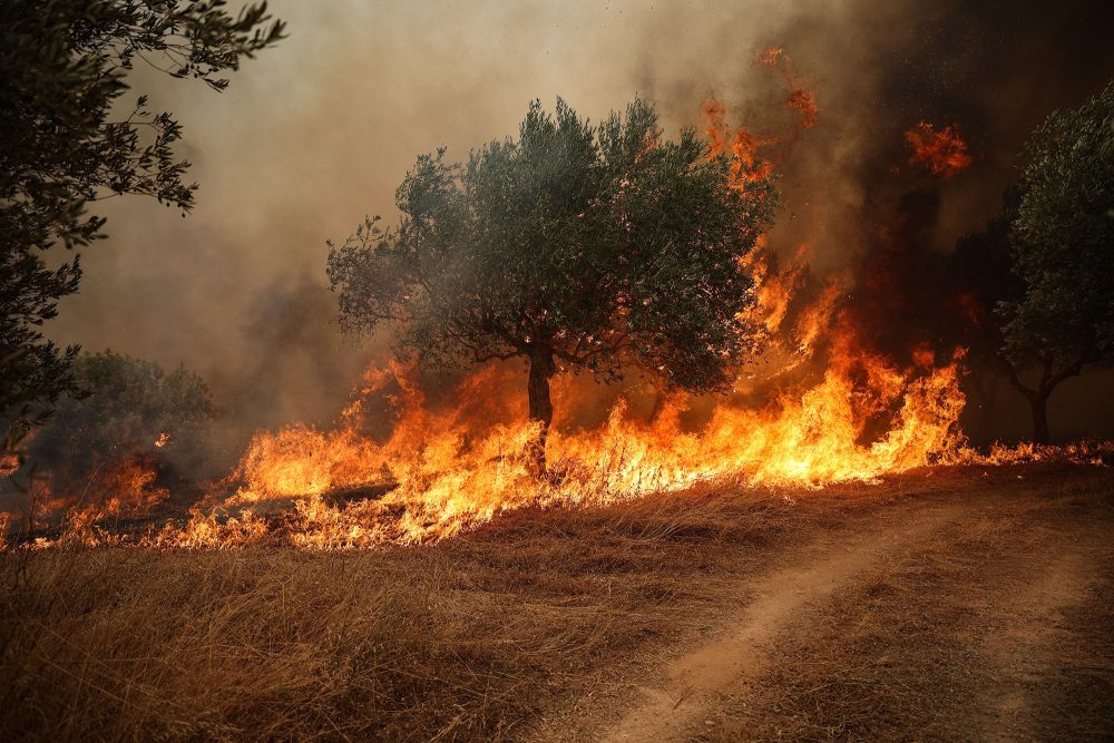 Brennende Bäume in der Victoria-Region westlich von Athen