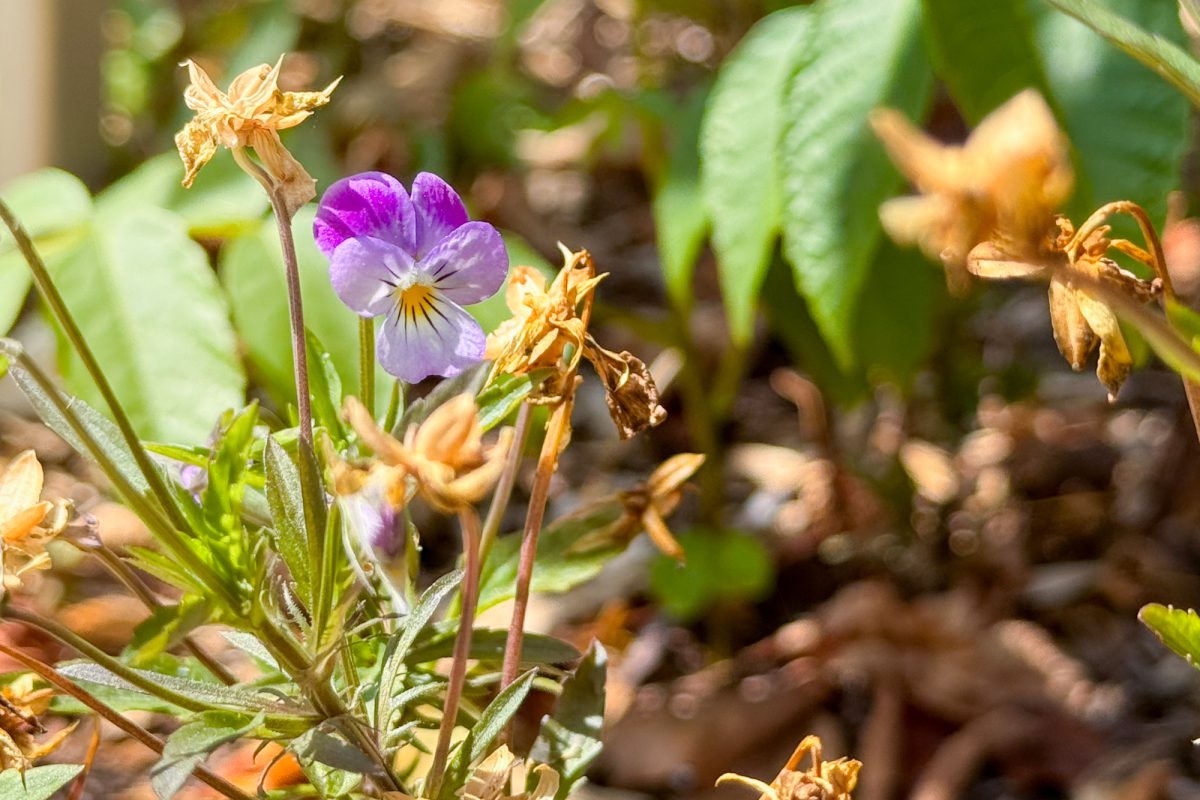 Wildkräuter-Workshop im Heilpflanzengarten Herba Sana bei Ortis in Elsenborn