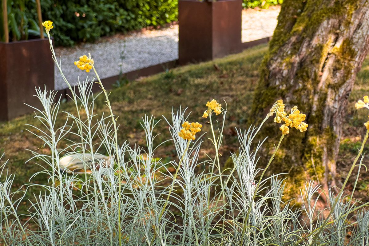 Wildkräuter-Workshop im Heilpflanzengarten Herba Sana bei Ortis in Elsenborn