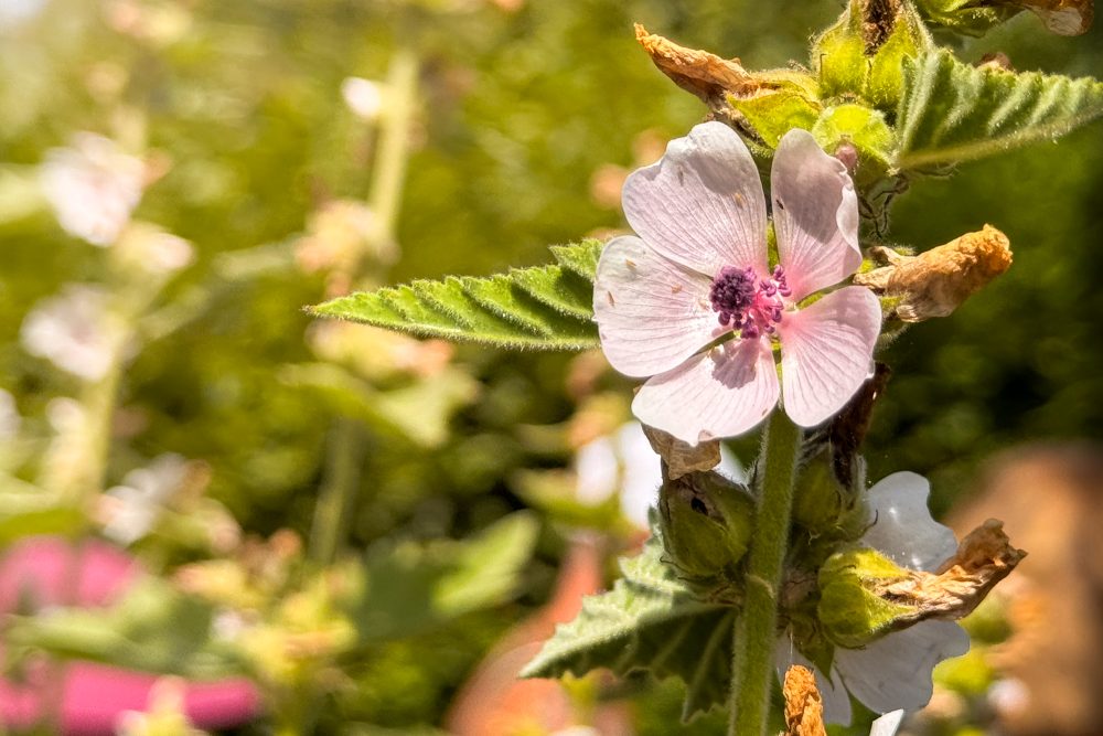 Wildkräuter-Workshop im Heilpflanzengarten Herba Sana bei Ortis in Elsenborn