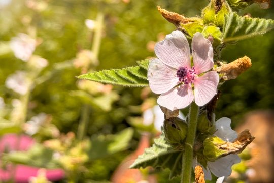 Wildkräuter-Workshop im Heilpflanzengarten Herba Sana bei Ortis in Elsenborn