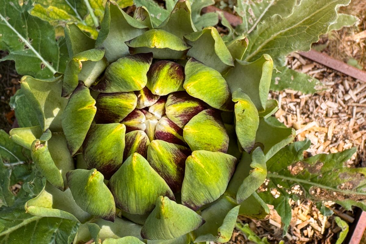 Wildkräuter-Workshop im Heilpflanzengarten Herba Sana bei Ortis in Elsenborn