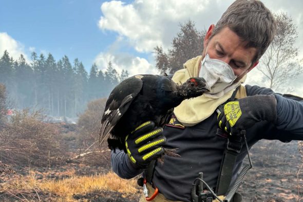 Feuerwehrmann hält ein Birkhuhn