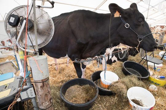 Ventilator für eine Kuh bei der Landwirtschaftsmesse in Libramont