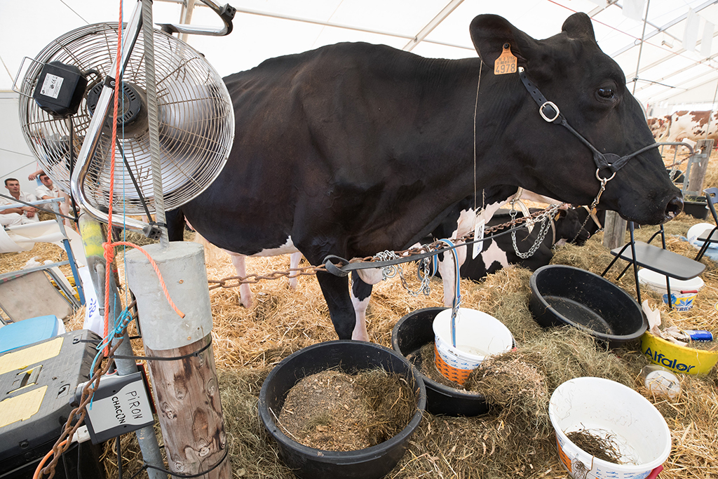 Ventilator für eine Kuh bei der Landwirtschaftsmesse in Libramont