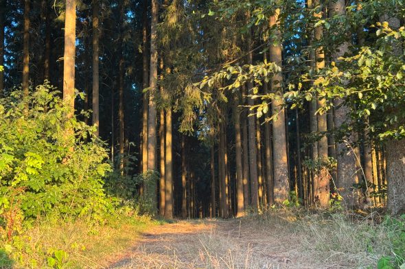 der lichtdurchflutete Wald am Holzauge