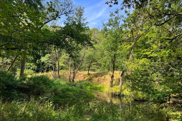 Natur in der Nähe des Oskarstollens