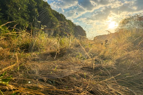 Eine Wiese auf dem Weg zum Oskarstollen
